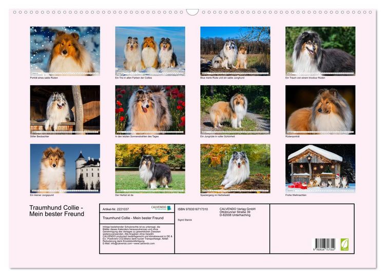 Produktbild: Traumhund Collie - Mein bester Freund (Wandkalender 2026 DIN A2 quer), CALVENDO Monatskalender