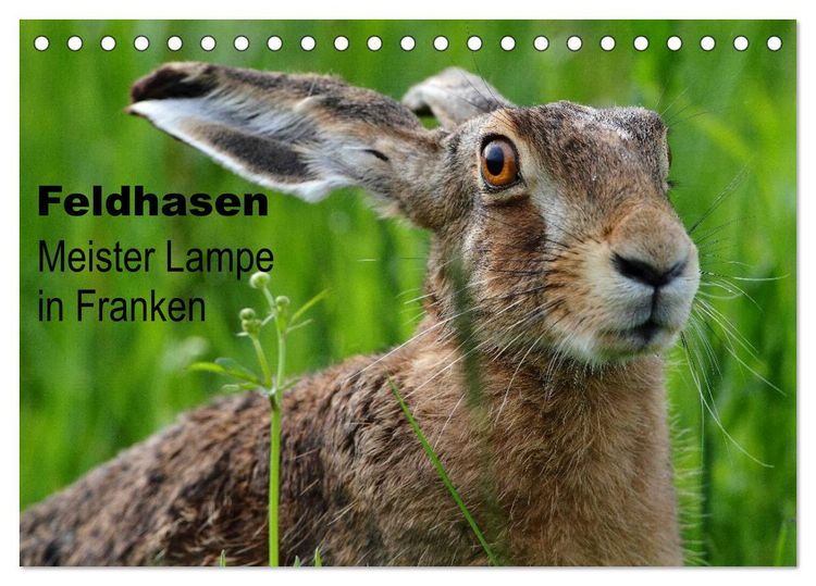 Produktbild: Feldhasen - Meister Lampe in Franken (Tischkalender 2026 DIN A5 quer), CALVENDO Monatskalender