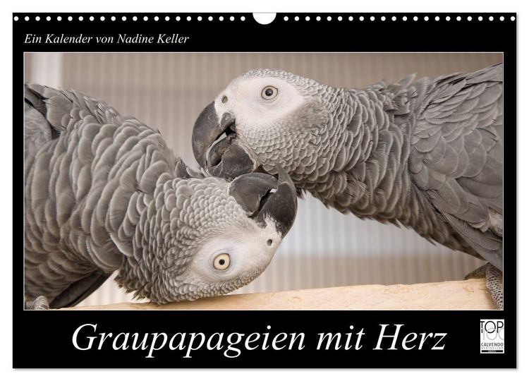 Produktbild: Graupapageien mit Herz (Wandkalender 2026 DIN A3 quer), CALVENDO Monatskalender