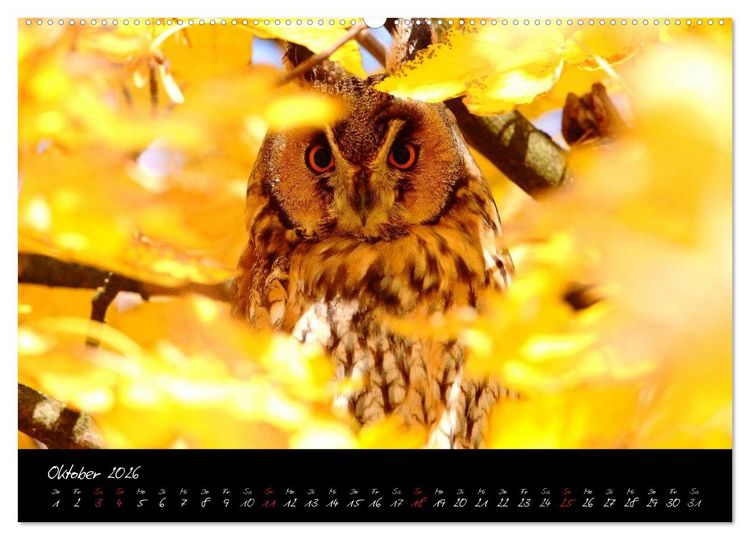 Produktbild: Heimische Eulen und Greife (hochwertiger Premium Wandkalender 2026 DIN A2 quer), Kunstdruck in Hochglanz