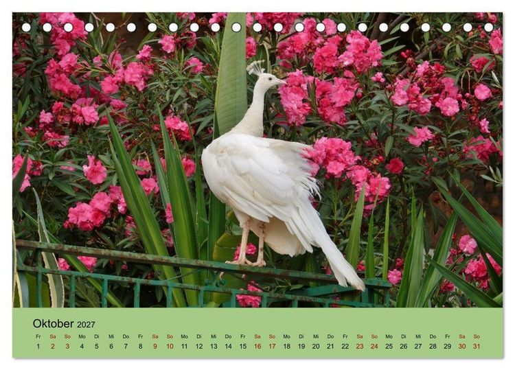 Produktbild: Flamingo und Co - Faszinierende Vogelwelt S&uuml;dfrankreichs (Tischkalender 2027 DIN A5 quer), CALVENDO Monatskalender