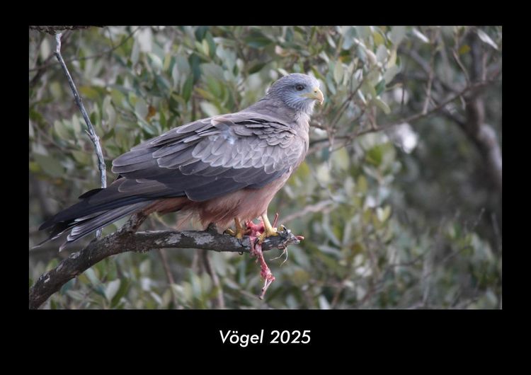 Produktbild: V&ouml;gel 2025 Fotokalender DIN A3