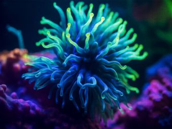 Produktbild: CALVENDO Puzzle Farbenspiel der Tiefe | 2000 Teile Lege-Gr&ouml;&szlig;e 90x67cm Foto-Puzzle f&uuml;r gl&uuml;ckliche Stunden