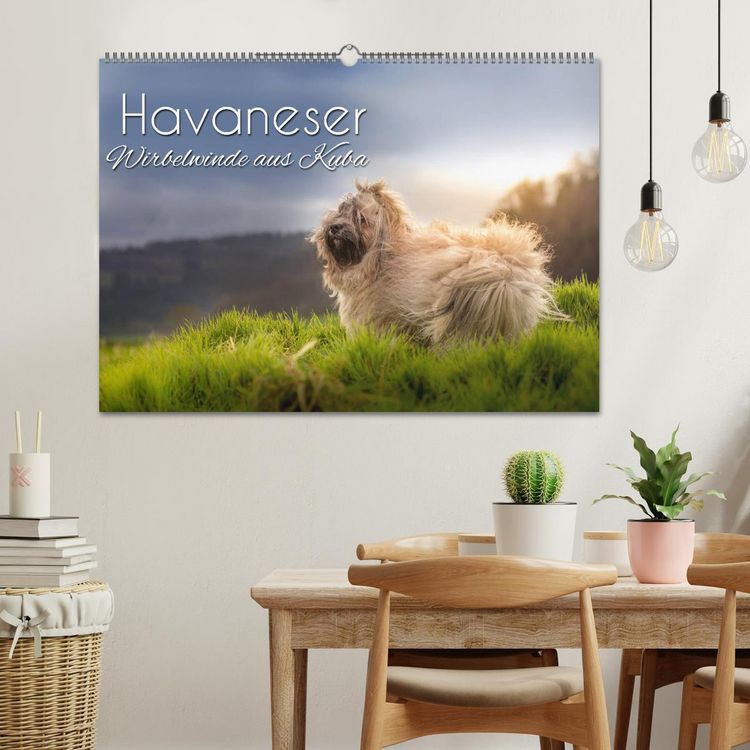 Produktbild: Havaneser - Wirbelwinde aus Kuba (Wandkalender 2026 DIN A2 quer), CALVENDO Monatskalender