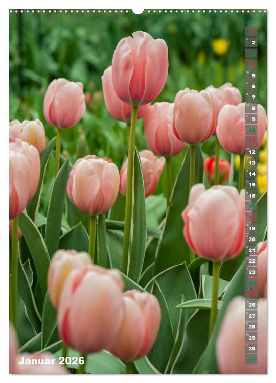 Produktbild: Tulpen - die Fr&uuml;hlingsblume (Wandkalender 2026 DIN A2 hoch), CALVENDO Monatskalender