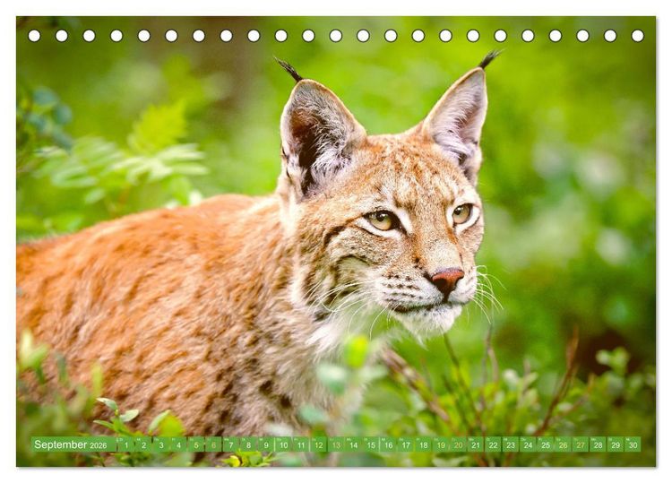 Produktbild: Dem Luchs auf der Spur (Tischkalender 2026 DIN A5 quer), CALVENDO Monatskalender