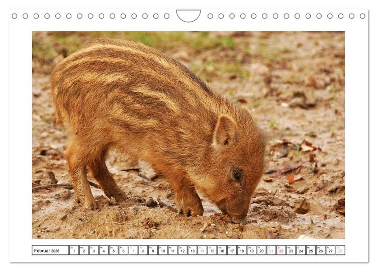 Produktbild: Kleine Schelme - Tierbabys (Wandkalender 2026 DIN A4 quer), CALVENDO Monatskalender