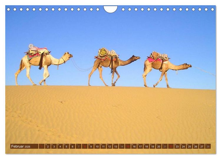 Produktbild: Kamele &bull; Dromedar & Trampeltier (Wandkalender 2026 DIN A4 quer), CALVENDO Monatskalender