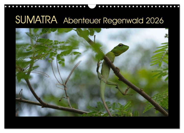 Produktbild: SUMATRA Abenteuer Regenwald (Wandkalender 2026 DIN A3 quer), CALVENDO Monatskalender