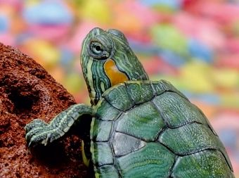 Produktbild: CALVENDO Puzzle Kleine Schildkr&ouml;te | 2000 Teile Lege-Gr&ouml;&szlig;e 90x67cm Foto-Puzzle f&uuml;r gl&uuml;ckliche Stunden