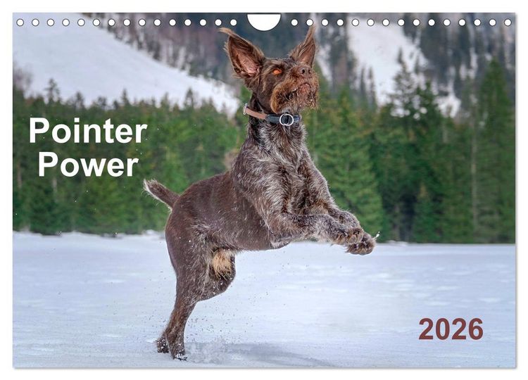 Produktbild: Pointer Power (Wall Calendar 2026 DIN A4 landscape), CALVENDO 12 Month Wall Calendar