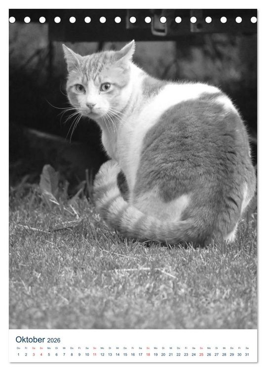 Produktbild: Wilde Katzen - Korsikas Samtpfoten (Tischkalender 2026 DIN A5 hoch), CALVENDO Monatskalender