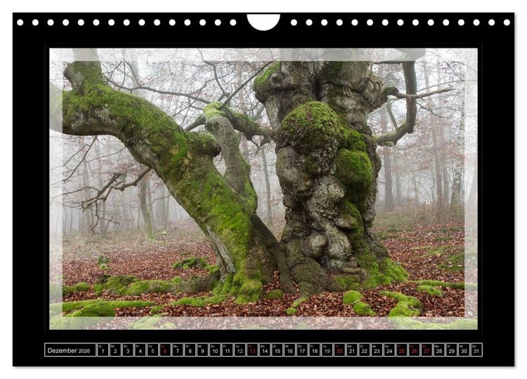Produktbild: Zauberwald HALLOH (Wandkalender 2026 DIN A4 quer), CALVENDO Monatskalender