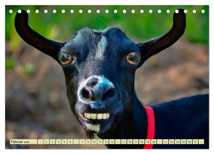 Produktbild: Lustig und verr&uuml;ckt - der ganz andere Tierkalender (Tischkalender 2026 DIN A5 quer), CALVENDO Monatskalender