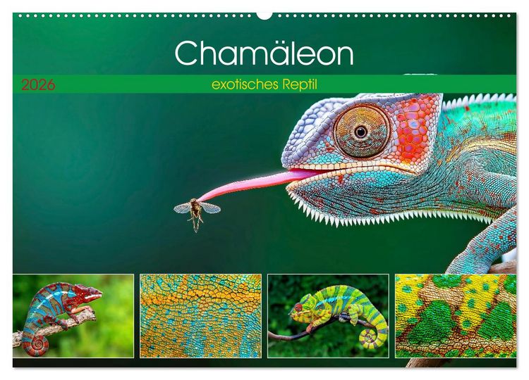 Produktbild: Cham&auml;leon - exotisches Reptil (Wandkalender 2026 DIN A2 quer), CALVENDO Monatskalender