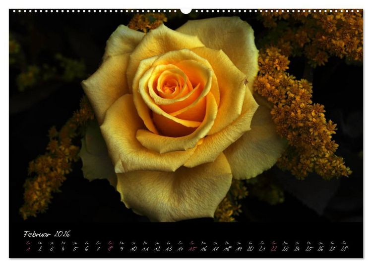 Produktbild: Rosen Romanze - Visuelle Musik (hochwertiger Premium Wandkalender 2026 DIN A2 quer), Kunstdruck in Hochglanz