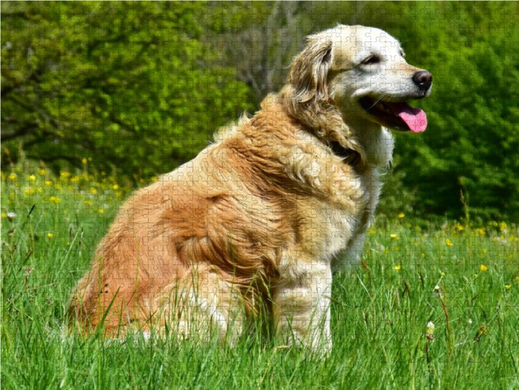 Produktbild: CALVENDO Puzzle Der Golden Retriever ist eine britische Hunderasse (FCI-Gruppe 8, Sektion 1, Standard Nr. 111). | 1000 Teile Lege-Gr&ouml;&szlig;e 64x48cm Foto-P