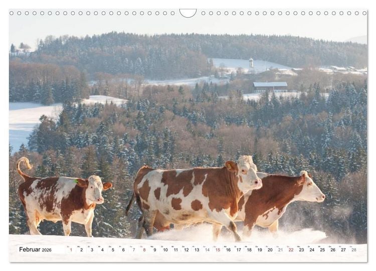 Produktbild: Alpenfleckvieh (Wandkalender 2026 DIN A3 quer), CALVENDO Monatskalender