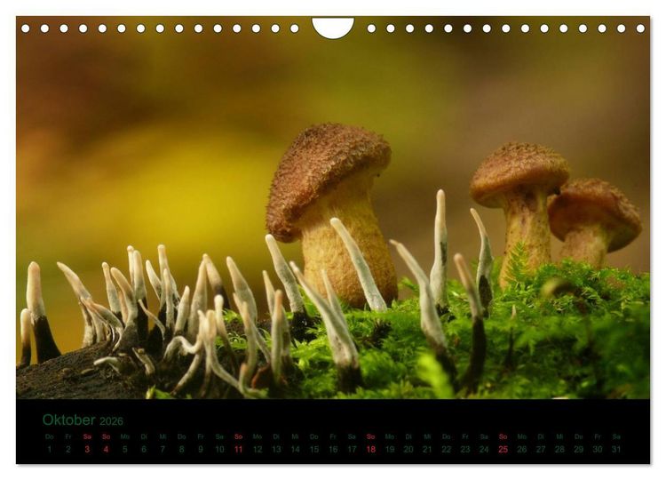 Produktbild: Im Reich der Pilze (Wandkalender 2026 DIN A4 quer), CALVENDO Monatskalender