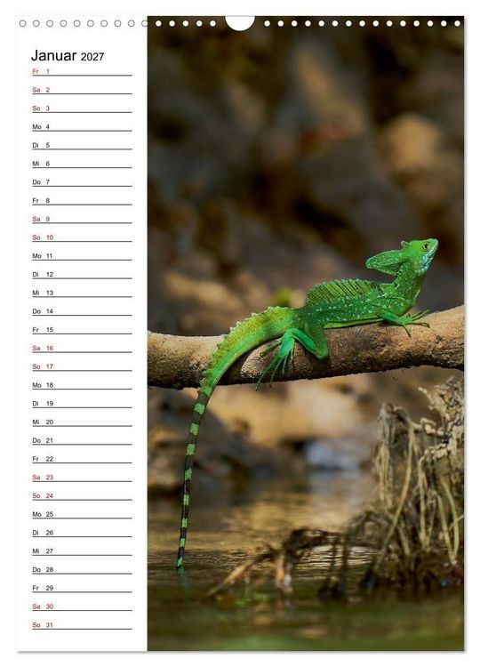 Produktbild: Costa Rica - Magische Tiere des Regenwaldes (Wandkalender 2027 DIN A3 hoch), CALVENDO Monatskalender
