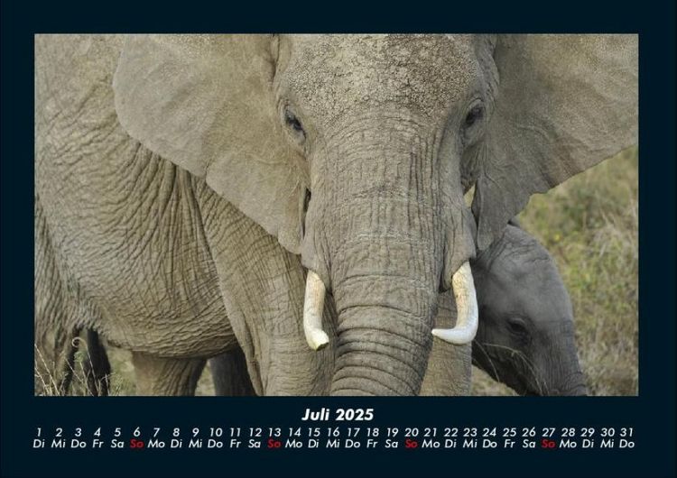 Produktbild: Elefanten - Die sanften Riesen Afrikas 2025 Fotokalender DIN A4