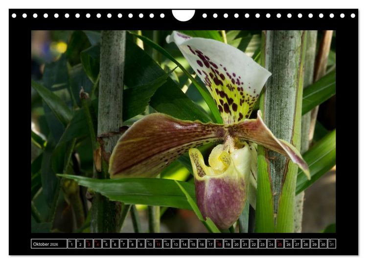 Produktbild: Frauenschuhe - die sch&ouml;nsten Orchideen der Welt (Wandkalender 2026 DIN A4 quer), CALVENDO Monatskalender