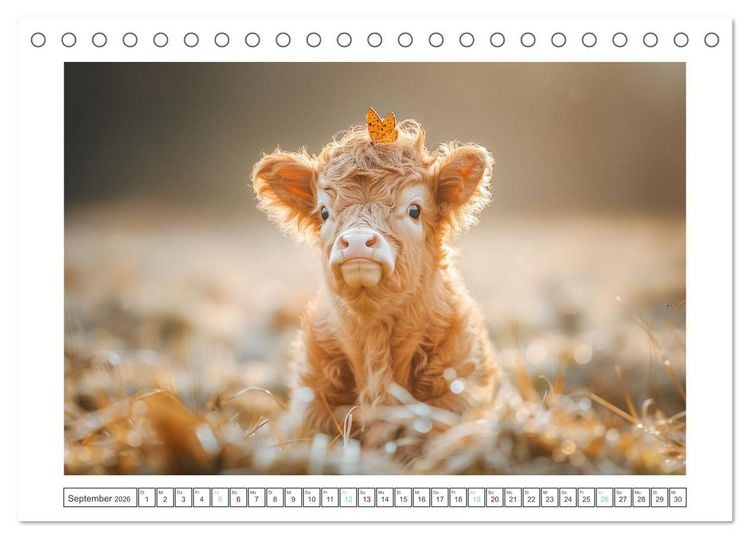 Produktbild: Schottische Hochland Rinder (Tischkalender 2026 DIN A5 quer), CALVENDO Monatskalender