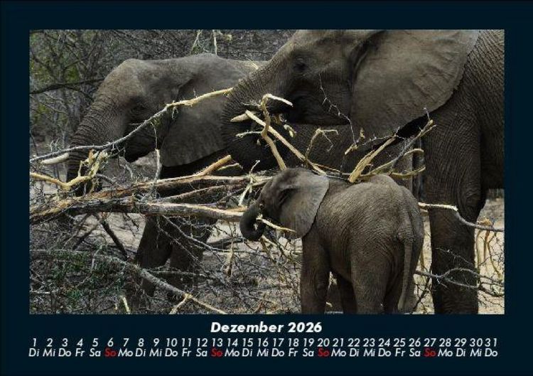 Produktbild: Der Elefantenkalender 2026 Fotokalender DIN A5