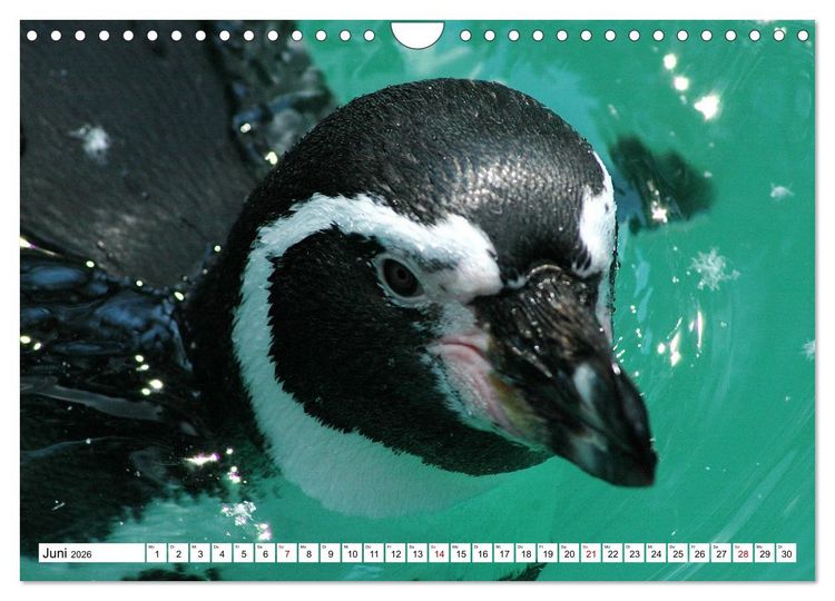 Produktbild: Tierische Fracktr&auml;ger (Wandkalender 2026 DIN A4 quer), CALVENDO Monatskalender