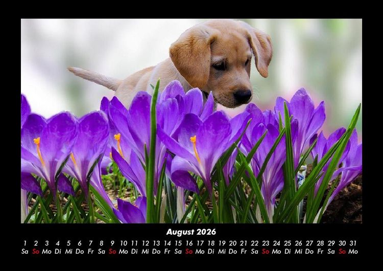 Produktbild: Welpen 2026 Fotokalender DIN A3
