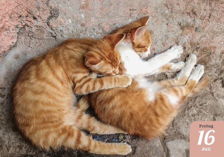 Produktbild: Katzenpoesie 2027