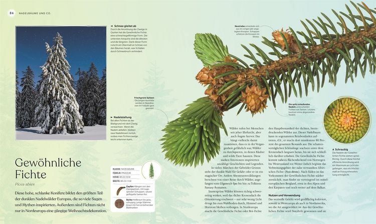 Produktbild: B&auml;ume - Eine Natur- und Kulturgeschichte