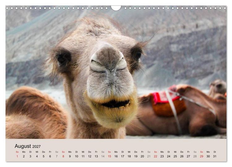 Produktbild: Kamel Portr&auml;t (Wandkalender 2027 DIN A3 quer), CALVENDO Monatskalender