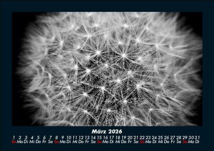 Produktbild: Blumentr&auml;ume 2026 Fotokalender DIN A5