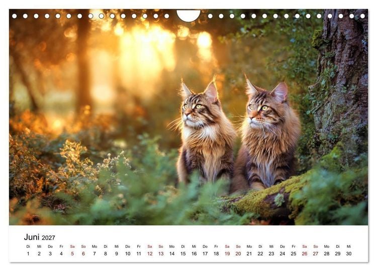 Produktbild: Eleganz in Pelz - ein Maine Coon - Kalender (Wandkalender 2027 DIN A4 quer), CALVENDO Monatskalender