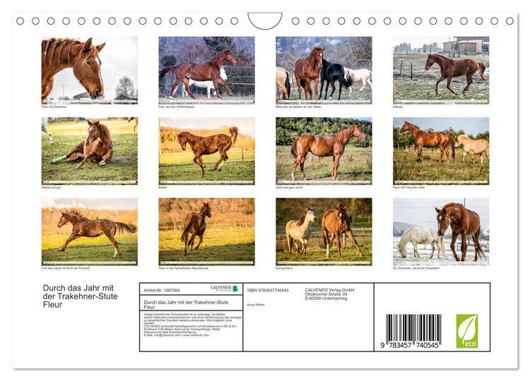 Produktbild: Durch das Jahr mit der Trakehner-Stute Fleur (Wandkalender 2026 DIN A4 quer), CALVENDO Monatskalender