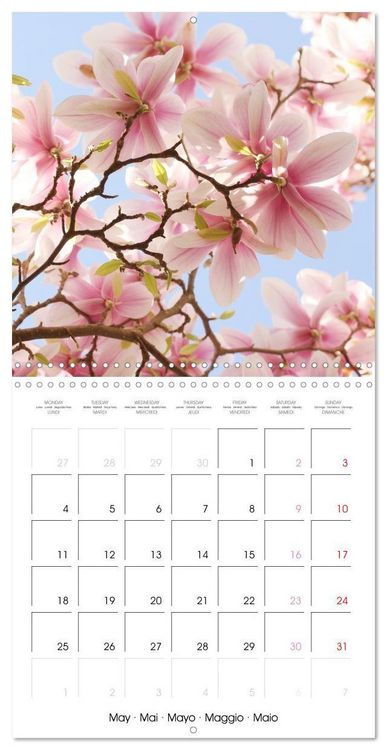 Produktbild: Kruse, G: Floraison des magnolias (Calendrier mural carr&eacute; 20