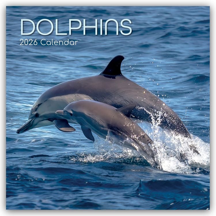 Produktbild: Dolphins – Delfine – Delphine 2026 – 16-Monatskalender