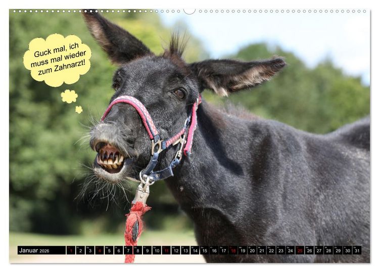 Produktbild: Wenn Tiere sprechen k&ouml;nnten! Der lustige Spr&uuml;che Kalender (Wandkalender 2026 DIN A2 quer), CALVENDO Monatskalender