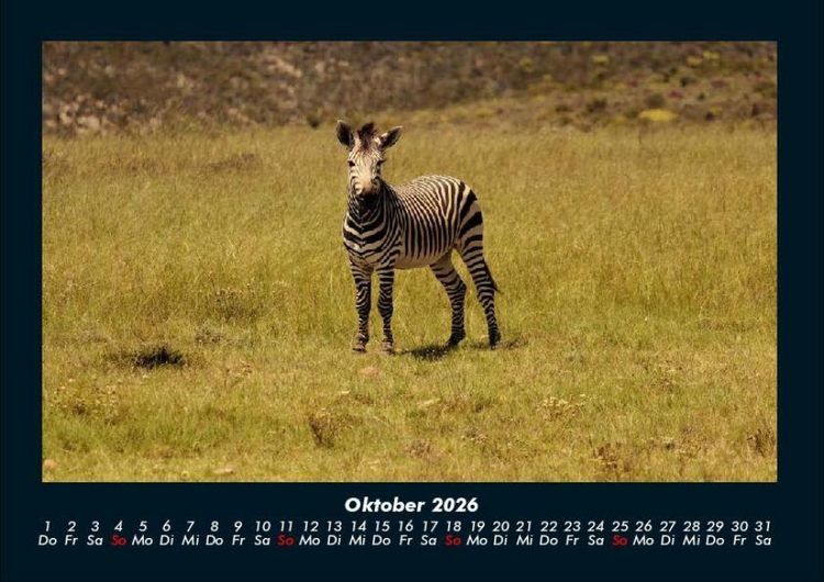 Produktbild: Zebrazauber 2026 Fotokalender DIN A4