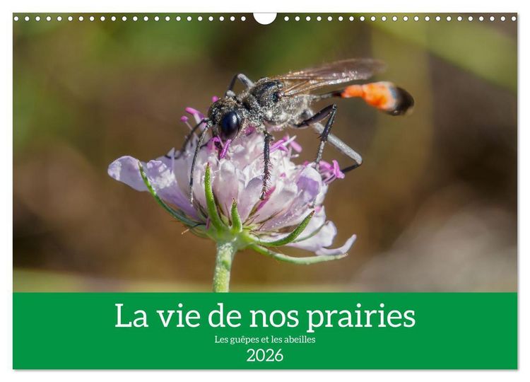 Produktbild: La vie de nos prairies - Les gu&ecirc;pes et les abeilles (Calendrier mural 2026 DIN A3 vertical), CALVENDO calendrier mensuel