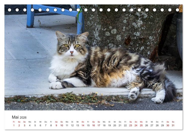 Produktbild: Impressionen der Provence (Tischkalender 2026 DIN A5 quer), CALVENDO Monatskalender
