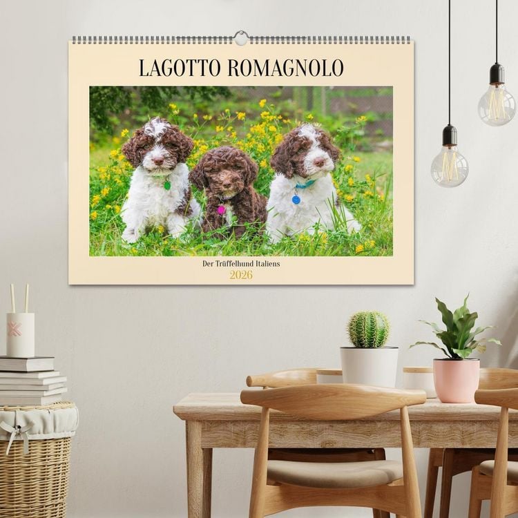 Produktbild: Lagotto Romagnolo - der Tr&uuml;ffelhund Italiens (Wandkalender 2026 DIN A2 quer), CALVENDO Monatskalender
