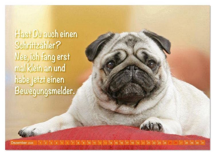 Produktbild: Der Mops: Nicht klein, sondern aufs Wesentliche reduziert. (Wandkalender 2026 DIN A2 quer), CALVENDO Monatskalender