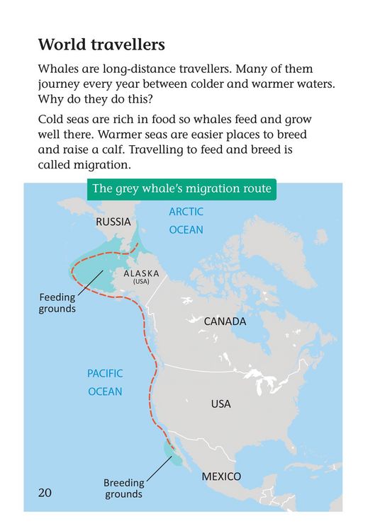 Produktbild: Whale Strandings: A Mystery of Nature