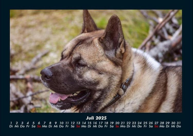 Produktbild: Hundezauber 2025 Fotokalender DIN A4