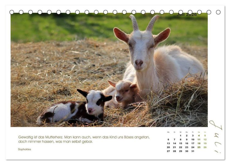 Produktbild: Mutterliebe - Ziegen mit ihren s&uuml;&szlig;en L&auml;mmern (Tischkalender 2026 DIN A5 quer), CALVENDO Monatskalender