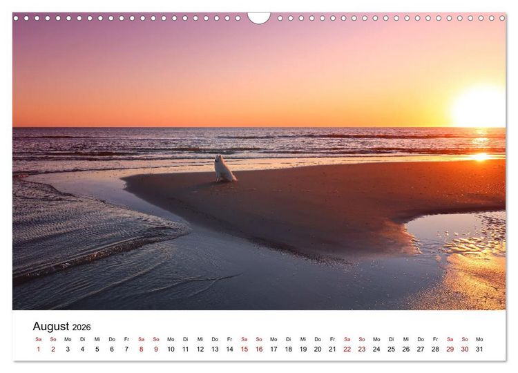Produktbild: Ein Samojede am Meer (Wandkalender 2026 DIN A3 quer), CALVENDO Monatskalender