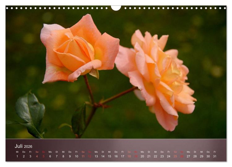 Produktbild: Zarte Sch&ouml;nheiten - Rosen (Wandkalender 2026 DIN A3 quer), CALVENDO Monatskalender