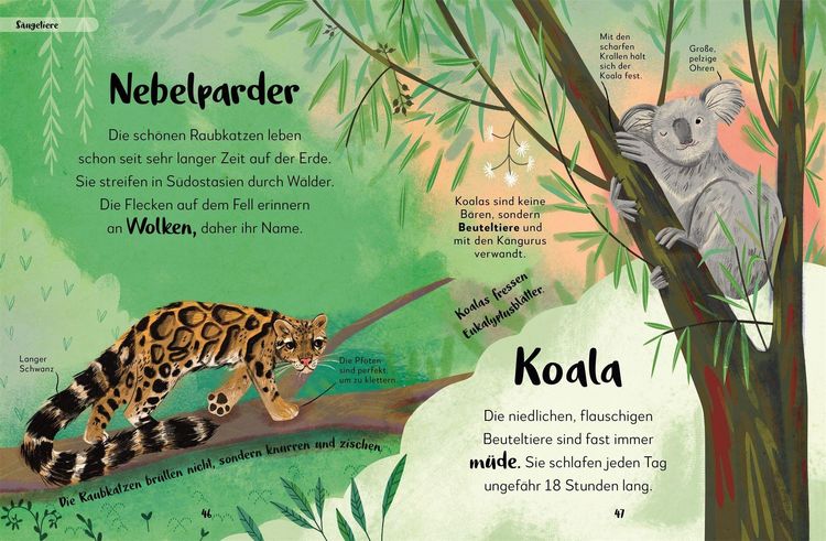 Produktbild: Mein liebstes Buch der Tiere der Nacht